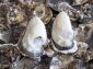 蒸し牡蠣のモニター調査結果で50代おすすめの牡蠣レシピ！「牡蠣とホウレン草のグラタン」